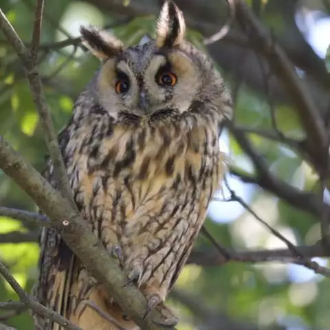 Noraneko Shoujo to no Kurashikata Ch. 4-14