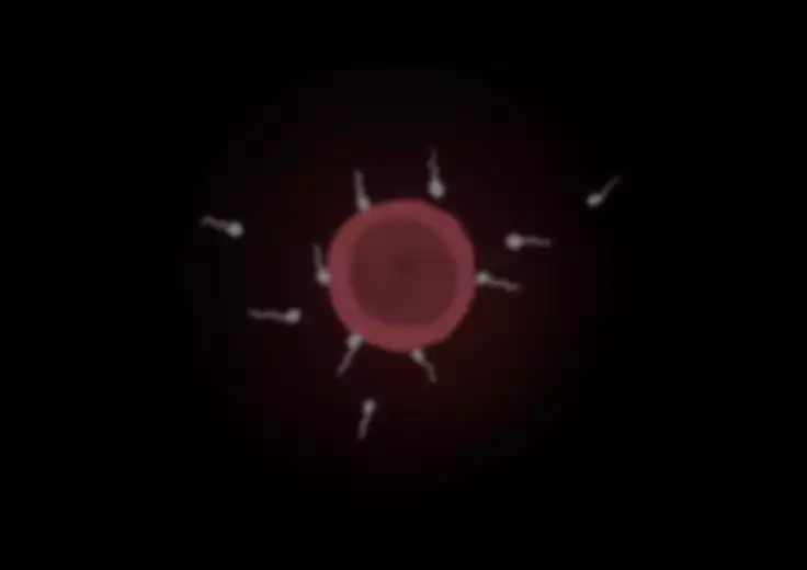 Shin In Nindou "Hakugan Hime VS Tanetsuke Taihō"