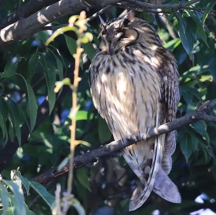 Noraneko Shoujo to no Kurashikata Ch. 4-14