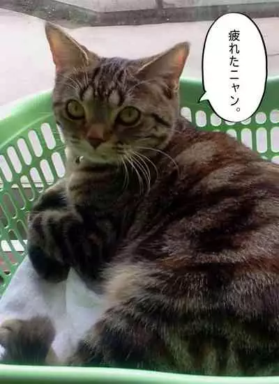 [Circle Kotatubuton] Shoujo wa Otonatachi no Nagusa ni Naru