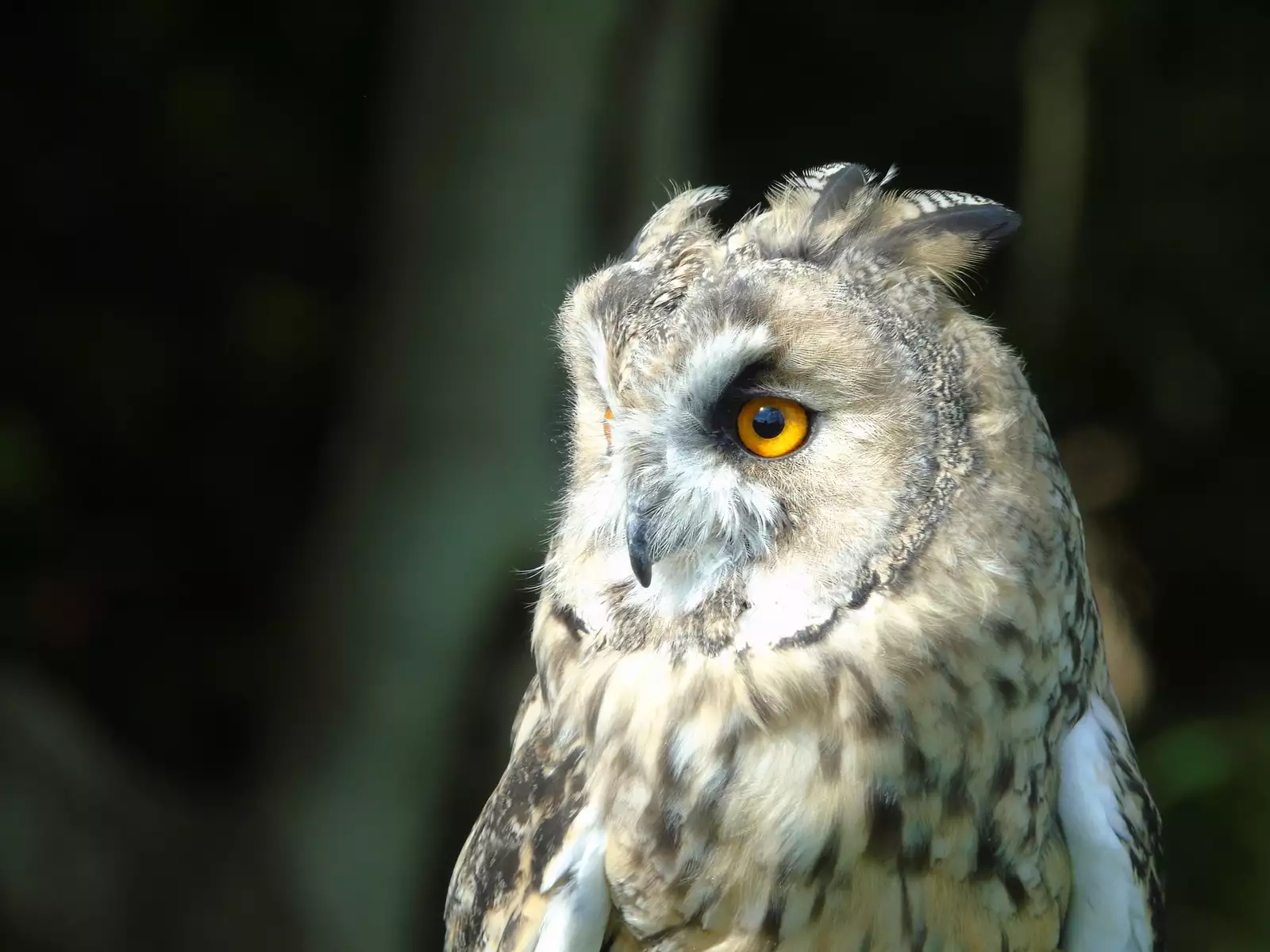 Noraneko Shoujo to no Kurashikata Ch. 4-14