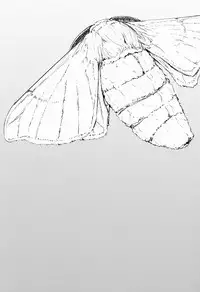 (COMIC1☆9) [Sakekan Memorial (SOLOPIPB)] Shiragasane -Tamoto-