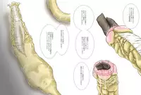 [Kasetsu Shirokuma Kakko Yoi (Yoikuma)] P045-02 Vanis Report