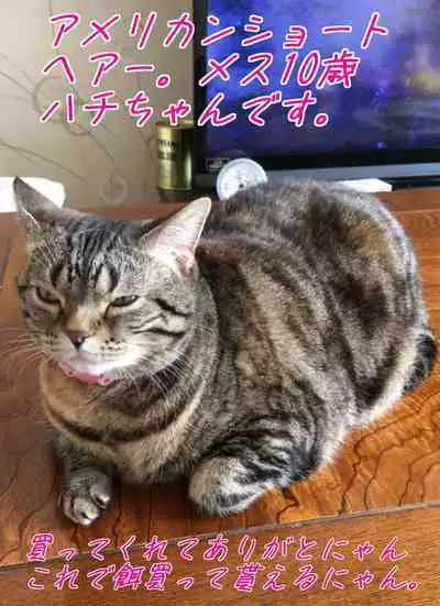 Shoujo wa Otonatachi no Nagusa ni Naru